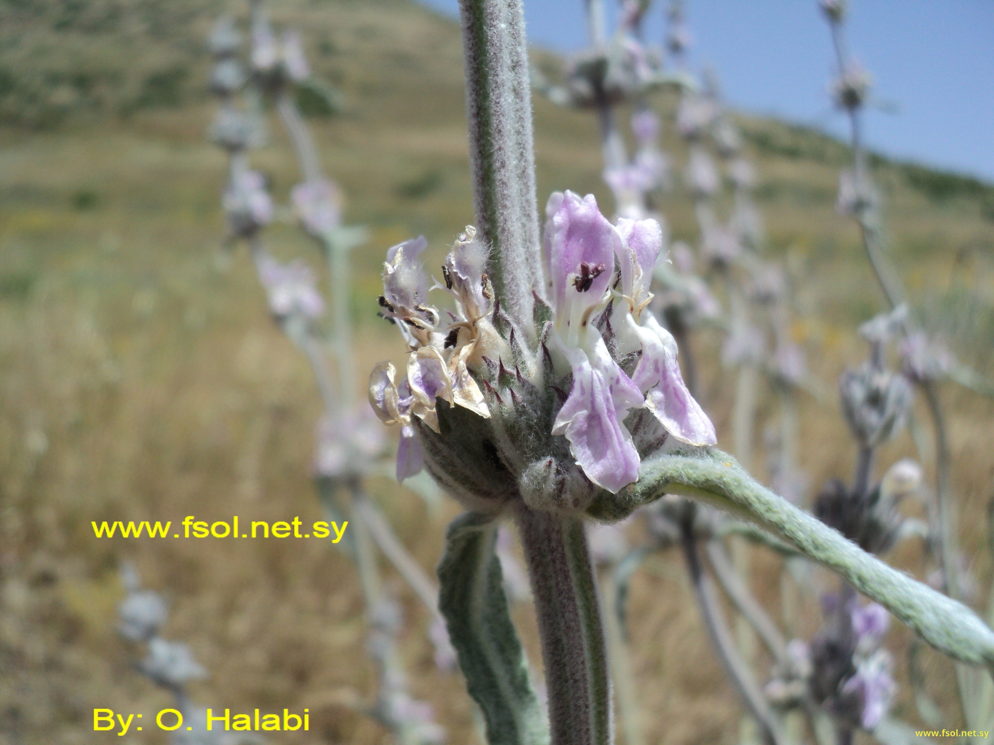 Stachys cretica L